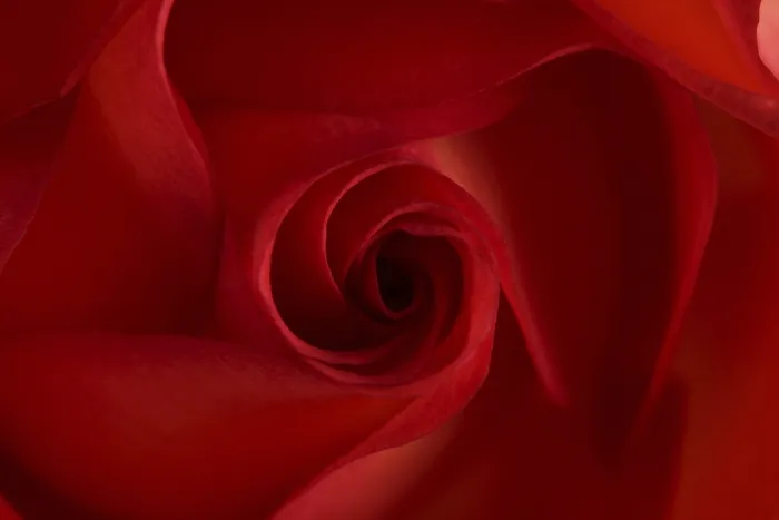 Impresión enmarcada : Rosa roja Impresión enmarcada : Rosa roja