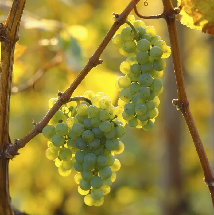 Impresión enmarcada : Uvas de Riesling Impresión enmarcada : Uvas de Riesling