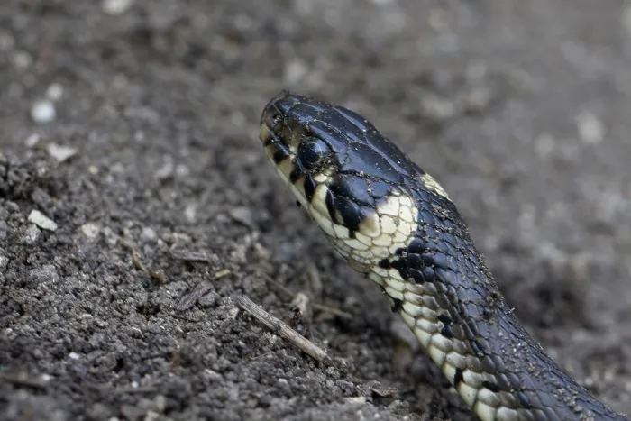 Impresión enmarcada : serpiente de anillo Impresión enmarcada : serpiente de anillo