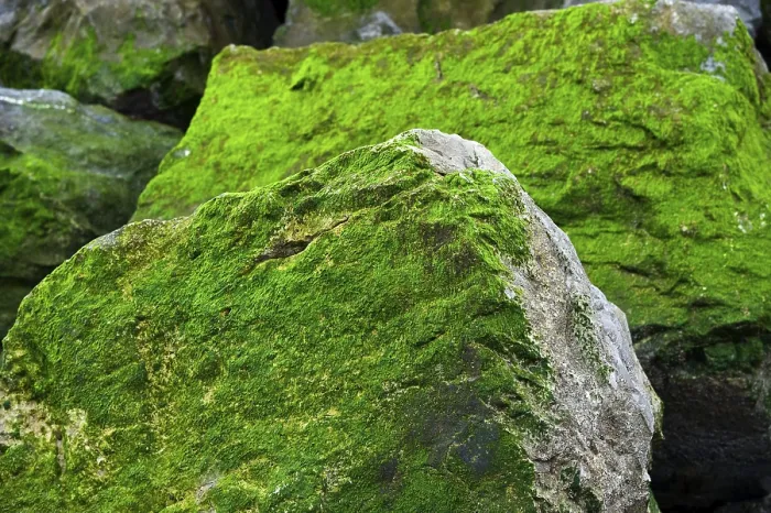 Impresión enmarcada : Piedras cubiertas de algas, Corniche Vasca.