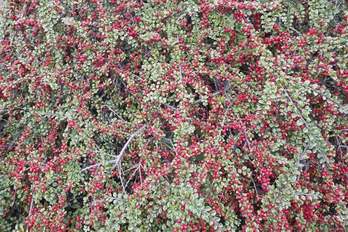 Impresión enmarcada : Cotoneaster de rocas (Cotoneaster horizontalis) Impresión enmarcada : Cotoneaster de rocas (Cotoneaster horizontalis)