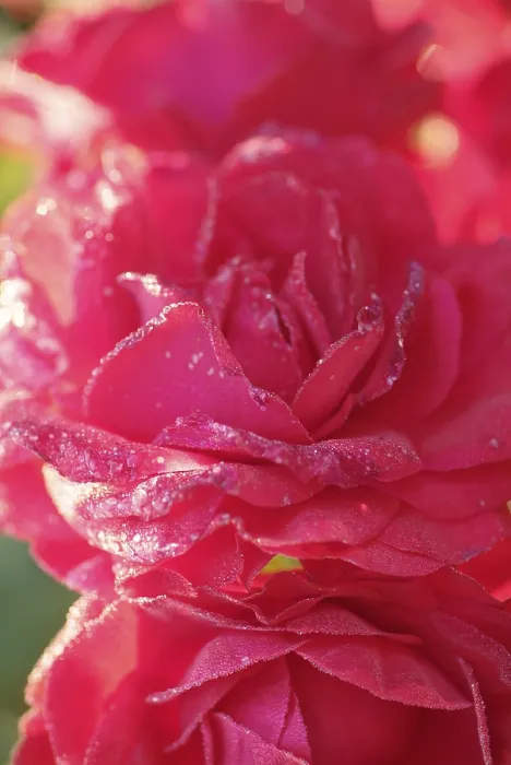 Impresión enmarcada : Rose