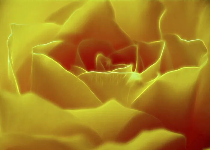 Impresión enmarcada : Rose