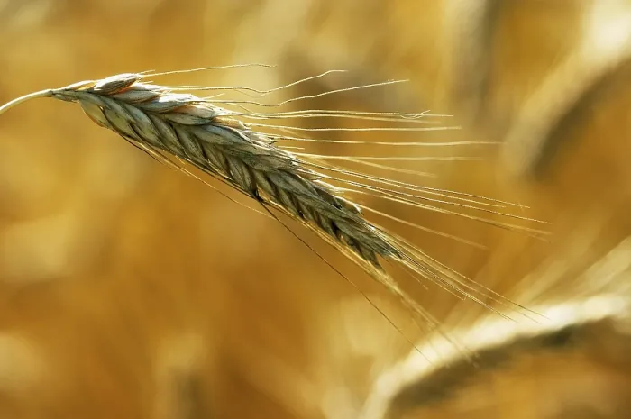 Impresión enmarcada : Rye Impresión enmarcada : Rye