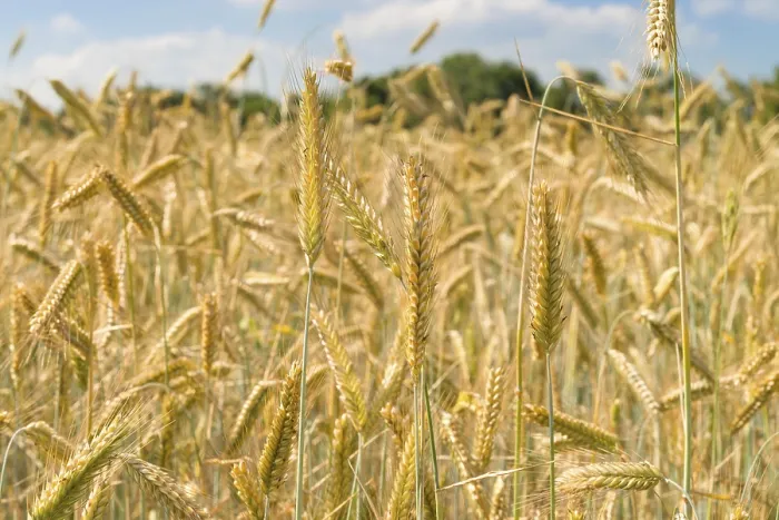 Impresión enmarcada : Rye