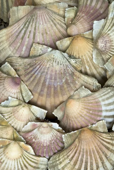 Impresión enmarcada : Choritos, conchas de mar. Impresión enmarcada : Choritos, conchas de mar.