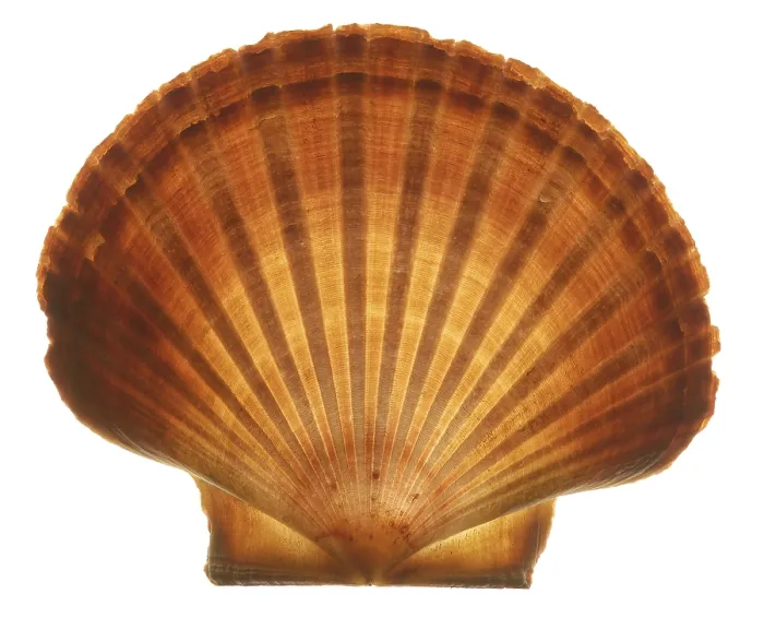 Impresión enmarcada : Seashell