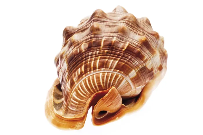 Impresión enmarcada : Seashell