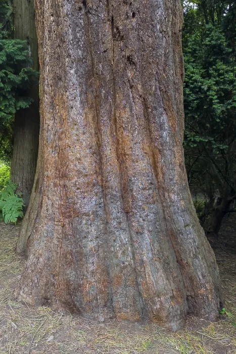 Impresión enmarcada : Sequoia (Sequoioideae), tronco de árbol.