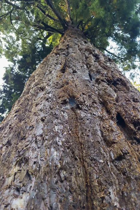 Impresión enmarcada : Sequoia (Sequoioideae), tronco de árbol. Impresión enmarcada : Sequoia (Sequoioideae), tronco de árbol.