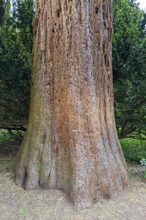 Impresión enmarcada : Sequoia (Sequoioideae), tronco de árbol.