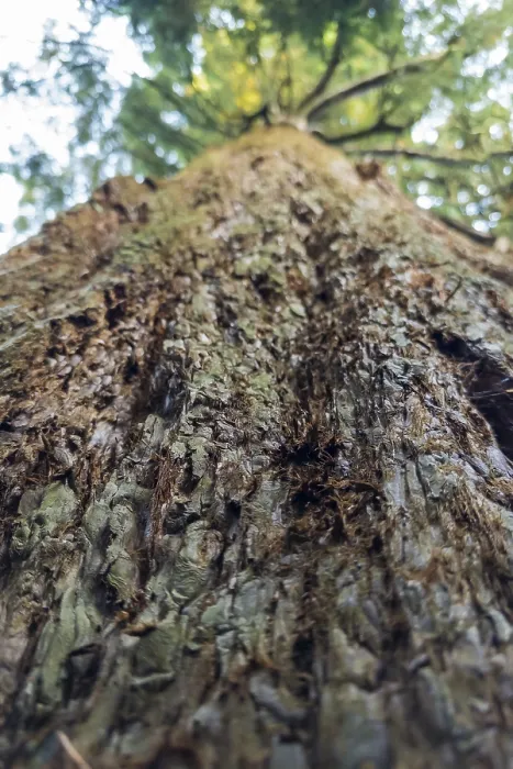 Impresión enmarcada : Sequoia (Sequoioideae), tronco de árbol. Impresión enmarcada : Sequoia (Sequoioideae), tronco de árbol.