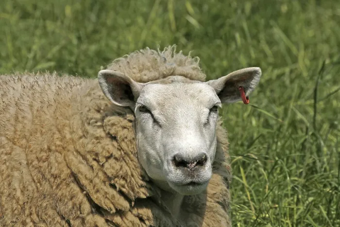 Impresión enmarcada : Sheep