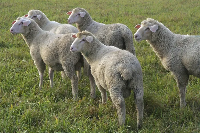 Impresión enmarcada : Sheep