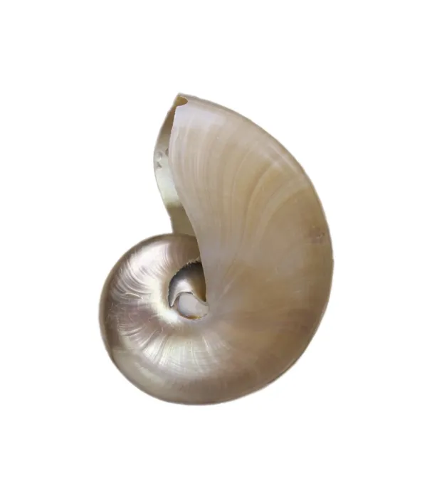 Impresión enmarcada : Shell Impresión enmarcada : Shell