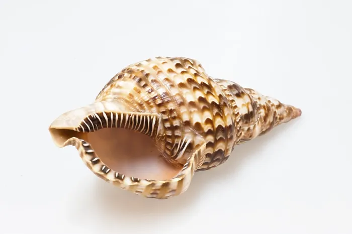 Impresión enmarcada : Shell