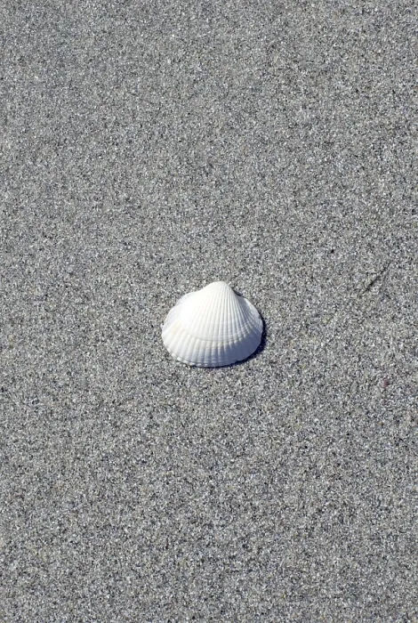 Impresión enmarcada : Concha en la playa. Impresión enmarcada : Concha en la playa.