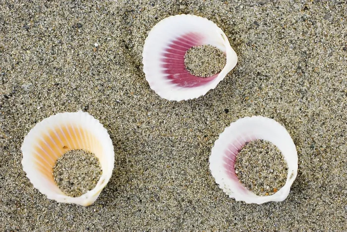 Impresión enmarcada : Conchas en la playa.