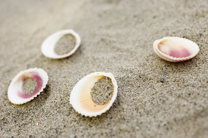 Impresión enmarcada : Conchas en la playa.