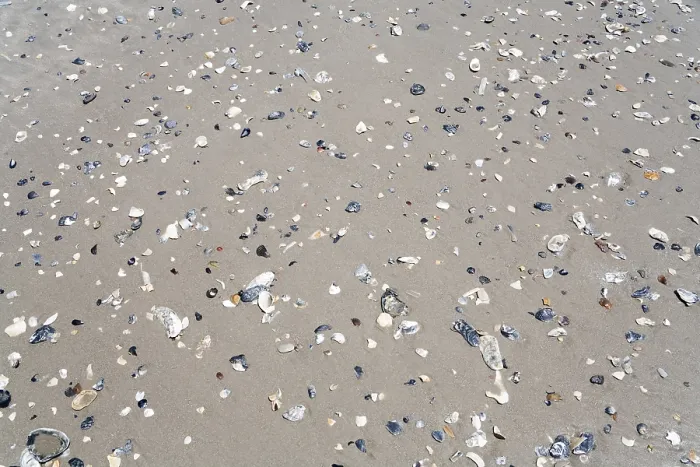 Impresión enmarcada : Conchas en la playa.