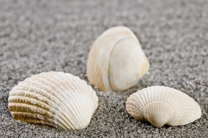 Impresión enmarcada : Conchas en la playa. Impresión enmarcada : Conchas en la playa.