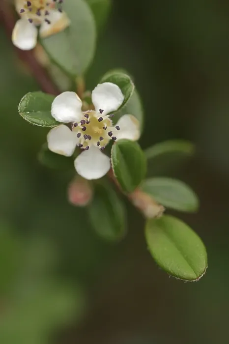 Impresión enmarcada : Cotinga de hojas pequeñas (Cotoneaster microphyllus). Impresión enmarcada : Cotinga de hojas pequeñas (Cotoneaster microphyllus).