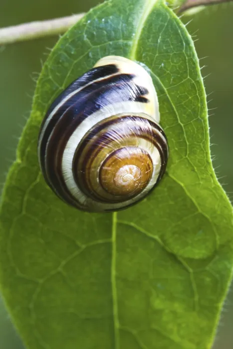 Impresión enmarcada : Caracol en hoja.
