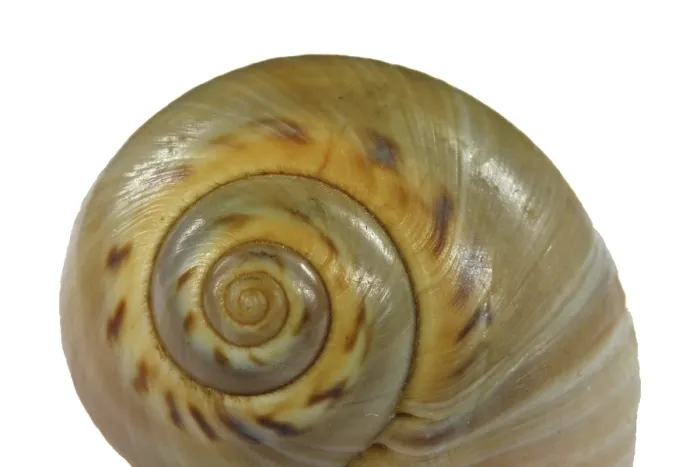 Impresión enmarcada : Concha de caracol. Impresión enmarcada : Concha de caracol.