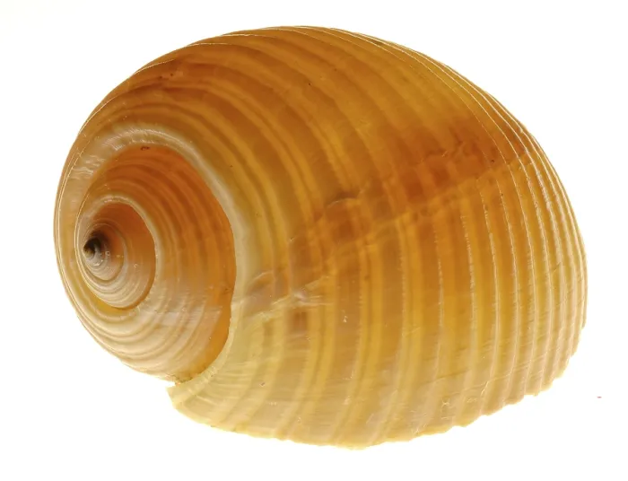 Impresión enmarcada : Snail-shell Impresión enmarcada : Snail-shell