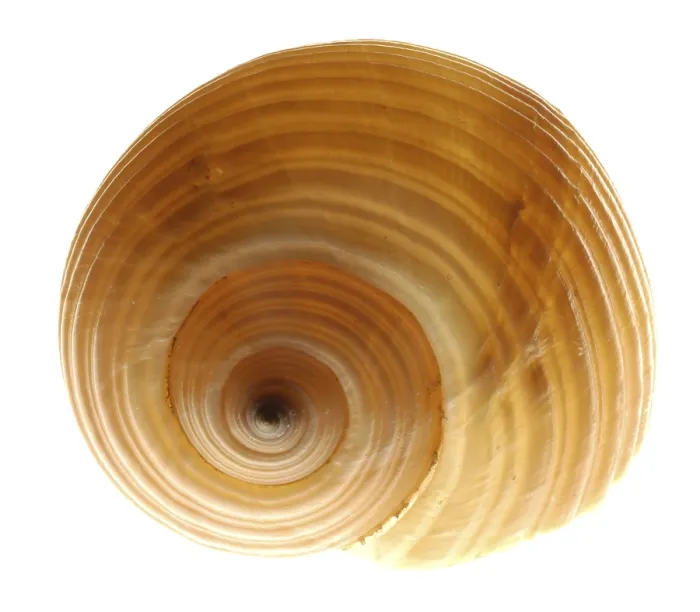 Impresión enmarcada : Snail-shell Impresión enmarcada : Snail-shell
