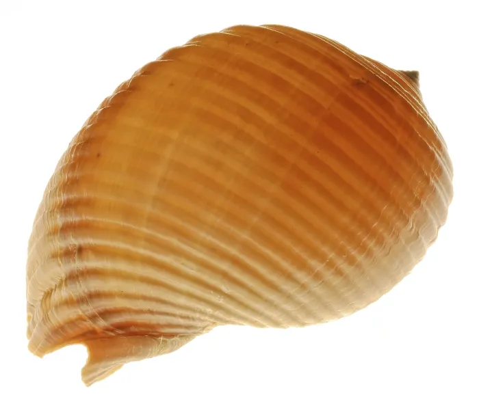 Impresión enmarcada : Snail-shell Impresión enmarcada : Snail-shell