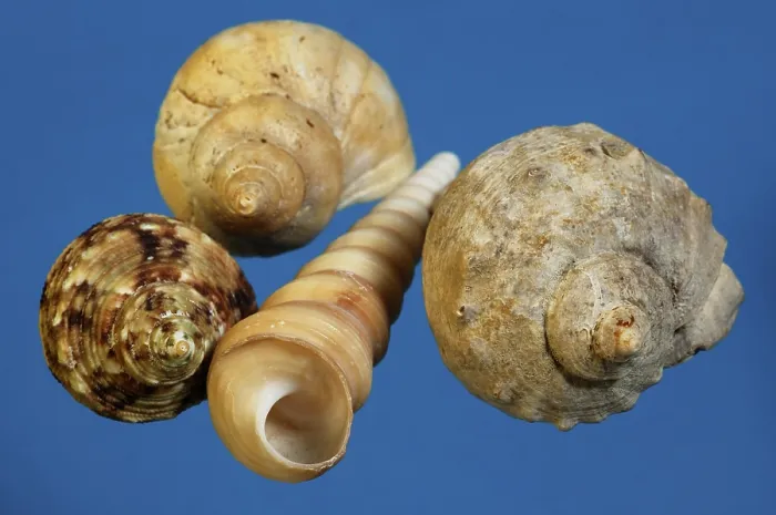 Impresión enmarcada : Concha de caracol. Impresión enmarcada : Concha de caracol.