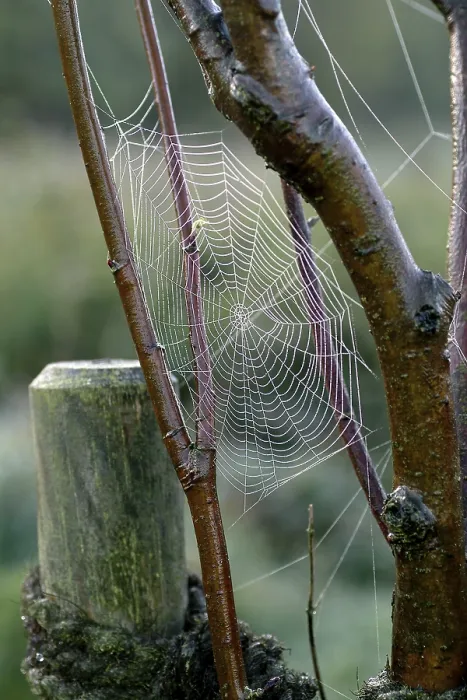 Impresión enmarcada : Red de araña con gotas de agua.