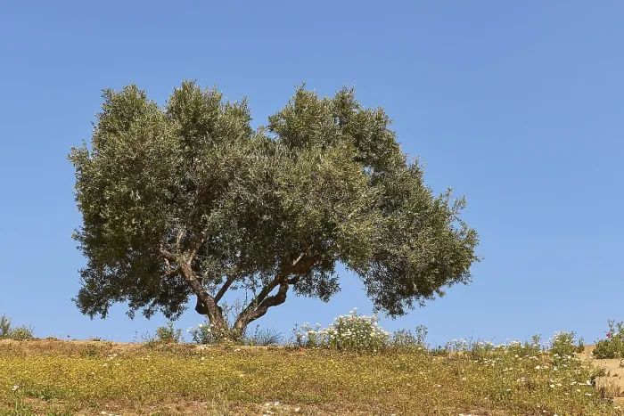 Impresión enmarcada : Spring in Crete, West Crete