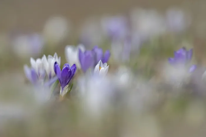Impresión enmarcada : Crocus de primavera (Crocus albiflorus) Impresión enmarcada : Crocus de primavera (Crocus albiflorus)