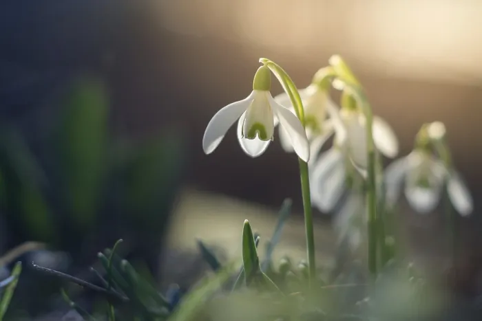 Impresión enmarcada : Nieve de primavera macro con backlight.
