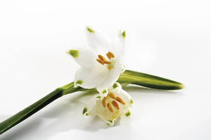 Impresión enmarcada : Flor de Nieve de Primavera