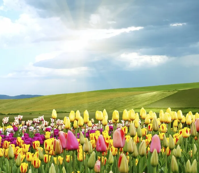 Impresión enmarcada : Springtime