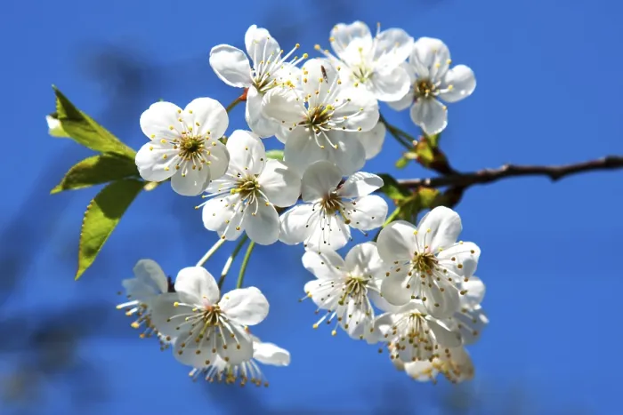 Impresión enmarcada : Springtime