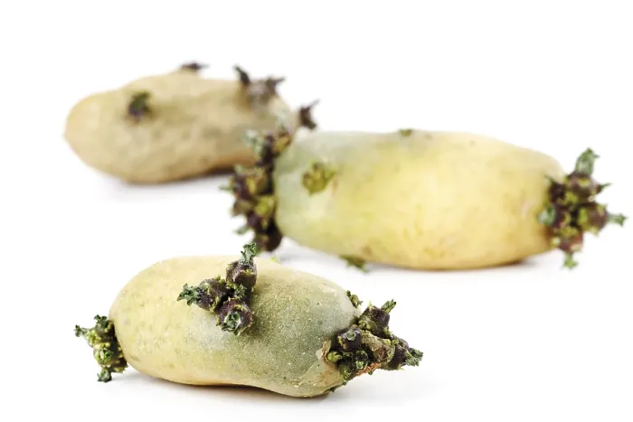 Impresión enmarcada : Papas en brote.