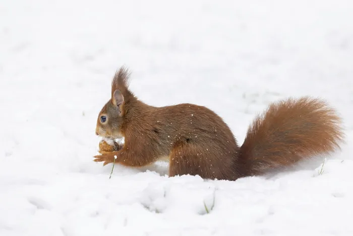 Impresión enmarcada : Conejo (Sciurus), Alemania. Impresión enmarcada : Conejo (Sciurus), Alemania.