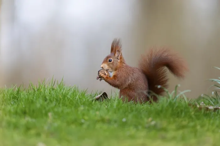 Impresión enmarcada : Conejo erizo (Sciurus), Alemania. Impresión enmarcada : Conejo erizo (Sciurus), Alemania.