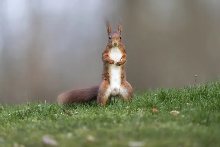 Impresión enmarcada : Arbusto (Sciurus), Alemania. Impresión enmarcada : Arbusto (Sciurus), Alemania.