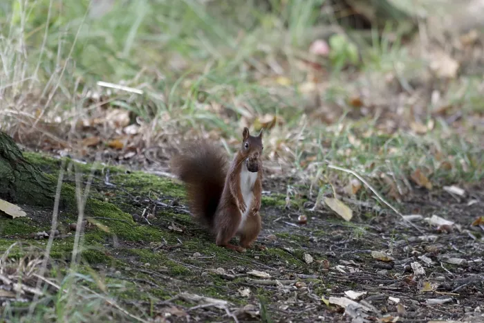 Impresión enmarcada : Conejo (Sciurus), nuez, suelo de bosque.