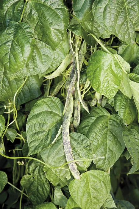Impresión enmarcada : Frijoles verdes.