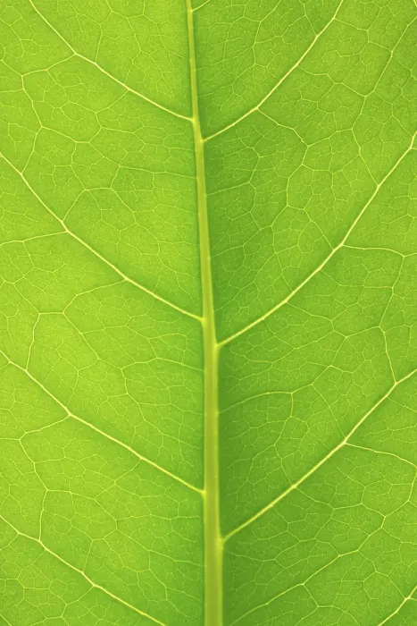 Impresión enmarcada : Estructura de una hoja.