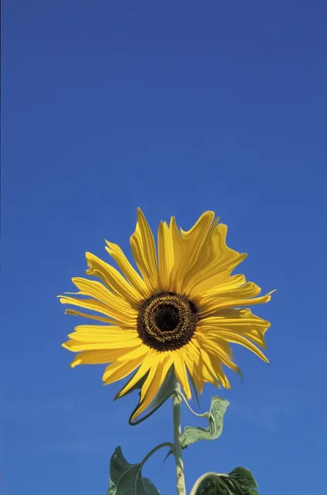 Impresión enmarcada : Sunflower