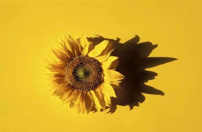 Impresión enmarcada : Sunflower Impresión enmarcada : Sunflower