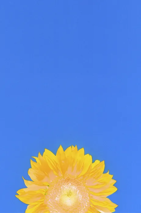Impresión enmarcada : Sunflower