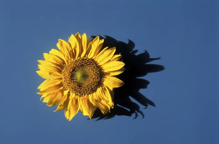 Impresión enmarcada : Sunflower Impresión enmarcada : Sunflower